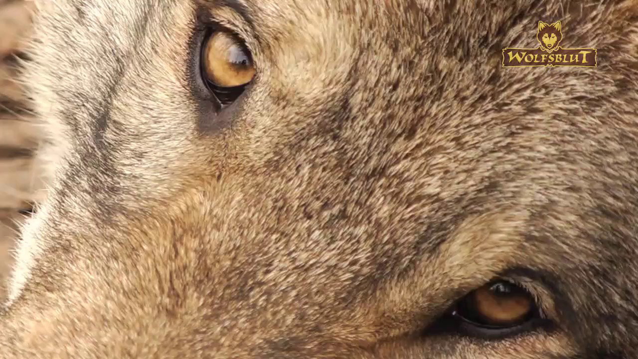 Das ist Wolfsblut Premium Hundefutter