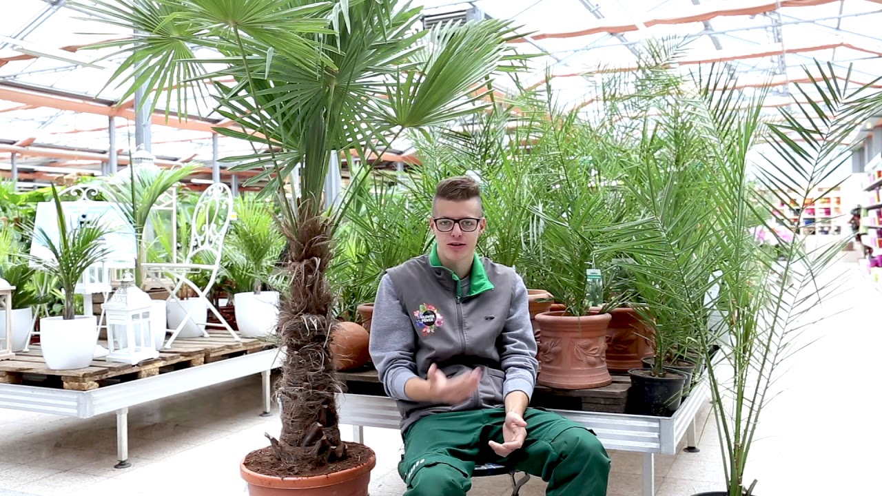 3 Tipps für  Palmen!