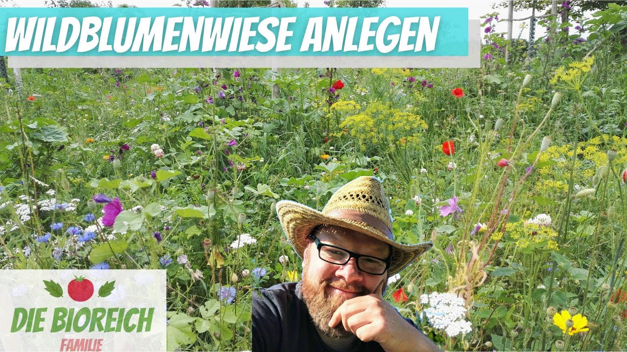 Wildblumenwiese anlegen - so gelingt es!