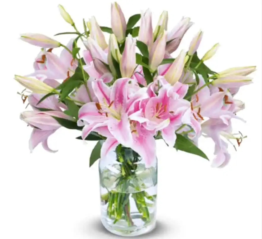 20 pinke Lilien 🌸mit bis zu 80 Blüten für 15,48 € inkl. Versand