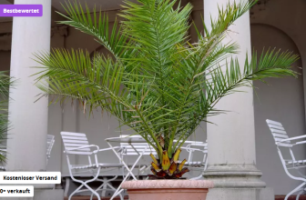 Kanarische Dattelpalme in 50-60 cm Größe