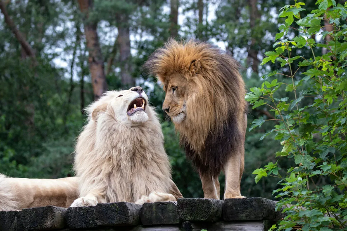 Kostenloser Eintritt ins Safariland  🐅🦒Stukenbrock für Geburtstagskinder jeden Alters