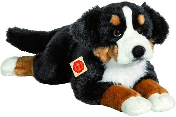 Berner Sennenhund 60 Cm