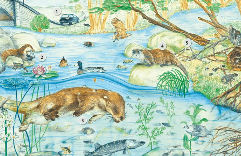 Gratis: verschiedene Wildtier Poster und Ausmalbilder