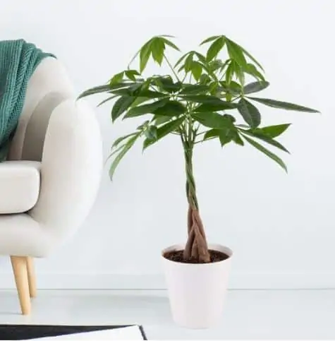 Glückskastanie (Pachira, 60cm) + gratis Pflanztopf in weiß für 24,90€ inkl. Versand statt 29,77€