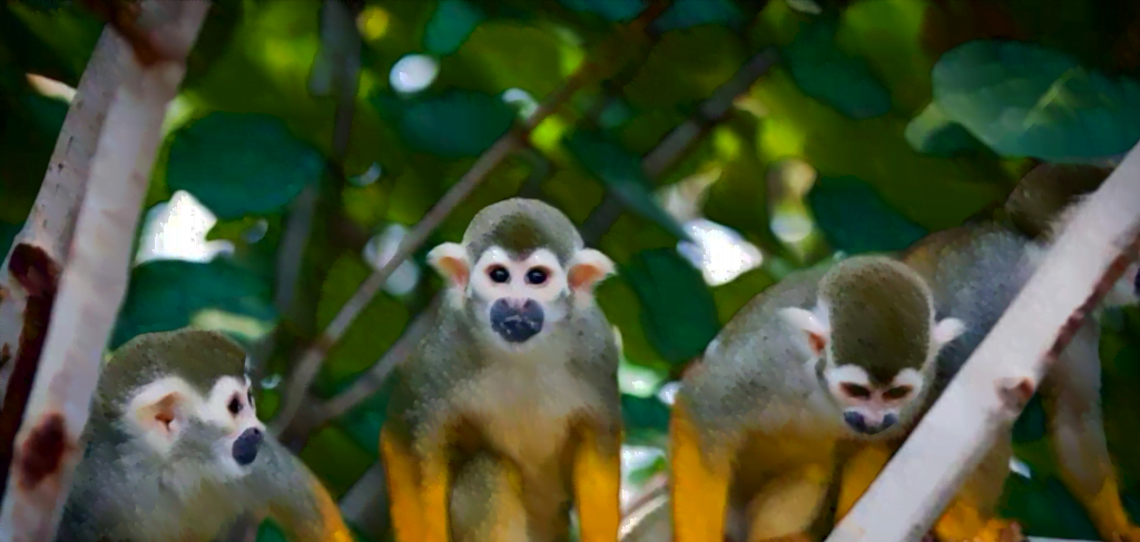 Zoo Leipzig Travelcircus Affen