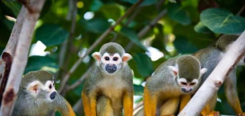 Zoo Leipzig mit Übernachtung im Premium Hotel nach Wahl ab 69,00 € pro Person