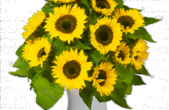 15 Sonnenblumen online bestellen BlumeIdeal de