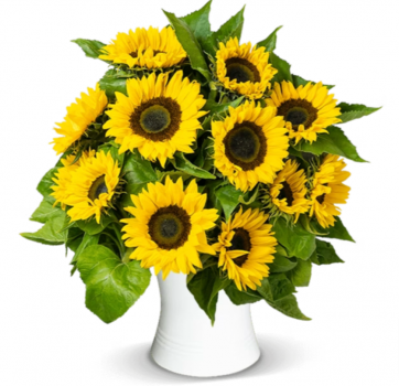 15 Sonnenblumen online bestellen BlumeIdeal de