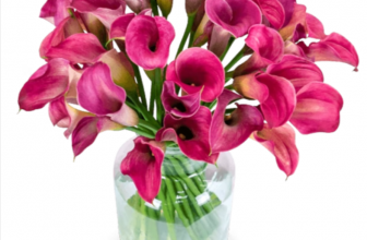 40 pinke Calla verschicken BlumeIdeal de