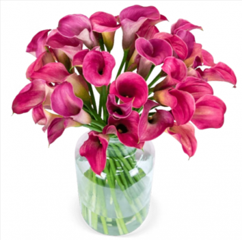 40 pinke Calla verschicken BlumeIdeal de