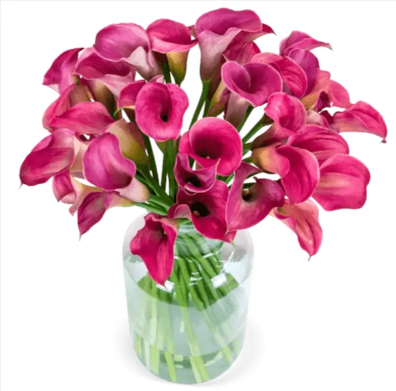 33 pinkfarbene Calla 🌸 für 26,98 € inkl. Versand