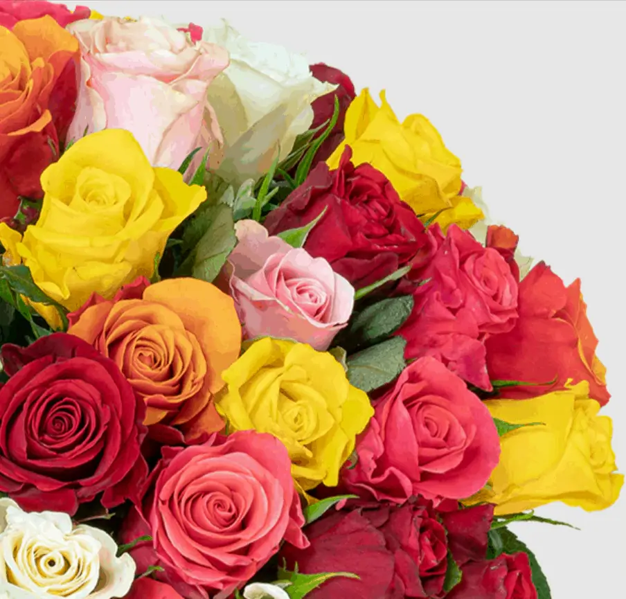 50 bunte Rosen XXL für 26,98 € inkl. Versand (0,54 € pro Rose) 🌹