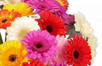 50 bunte Gerbera online bestellen BlumeIdeal de