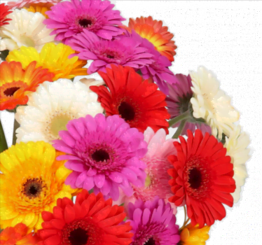 50 bunte Gerbera online bestellen BlumeIdeal de