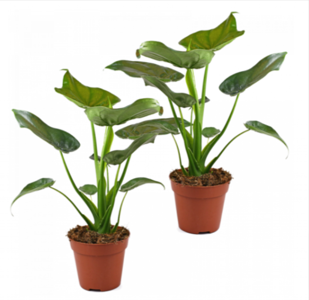 Alocasia Elefantenohr 60-70Cm 2Er-Set