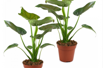 2er Set Alocasia Elefantenohr 60 70cm