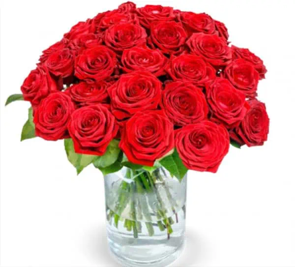 20 Red Naomi Rosen mit XXL Blütenkopf für 29,48 € inkl. Versand 🌹