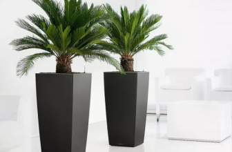 Bis zu 56 Rabatt 2x Japanischer Palmfarn Cyca Revoluta   Groupon