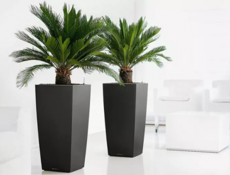 Bis zu 56 Rabatt 2x Japanischer Palmfarn Cyca Revoluta   Groupon