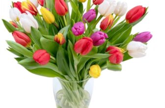 bunte Tulpen