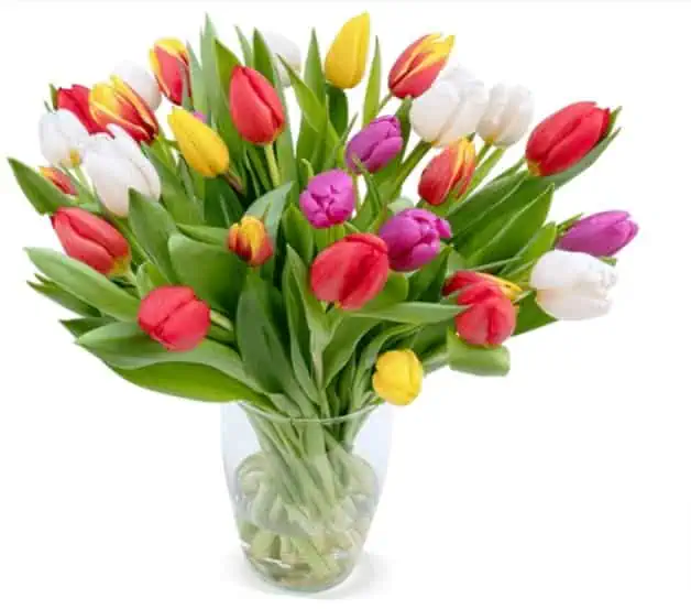 30 bunte Tulpen für 28,98 € inkl. Versand