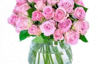 50 pinke Rosen verschicken BlumeIdeal de