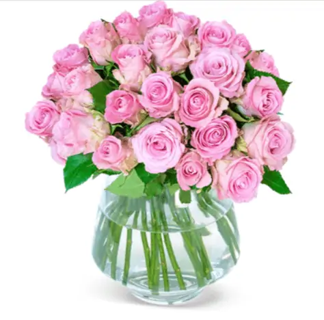 50 Pinke Rosen für 25,98 € inkl. Versand (statt 55,00 €) 🌹