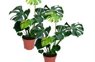 Monstera Delicous 2er Set online bestellen PflanzePlus.de