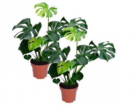 Monstera Delicous 2er Set online bestellen PflanzePlus.de