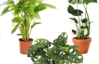 3er Set Monstera und Calathea kaufen PflanzePlus de