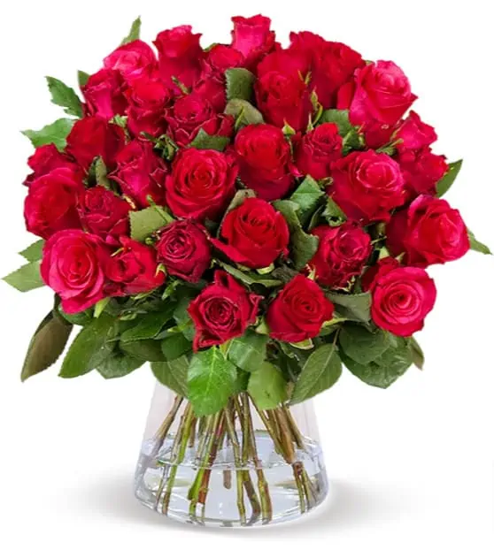50 rote Rosen XXL (40-50 cm) für 29,98€ inkl. Versand🌹