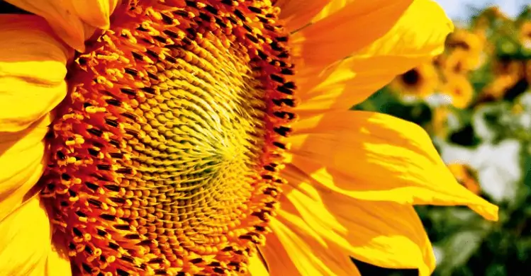 Gratis 🌻 Sonnenblumensamen