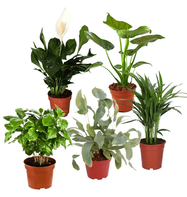 5er Pflanzen Set (Alocasia Cuculatta, Coffea Arabica, Areca Palme, Spathiphyllum, Phlebodium) für 23,98 € inkl. Versand (statt 40,98 €)