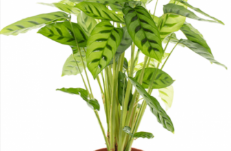 Calathea Leopardina Zimmerpflanze e1655061375773