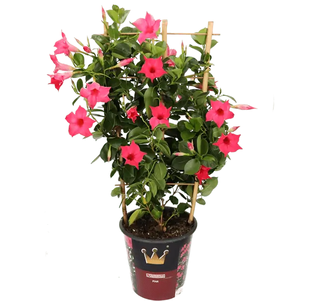 Dipladenia – Mandevilla (65-75cm) für 12,98 € inklusive Versand (statt 24,00 € )