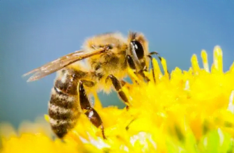 Aktionspaket Wildblumensamen Greenpeace