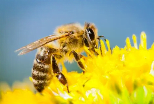 Aktionspaket Wildblumensamen Greenpeace