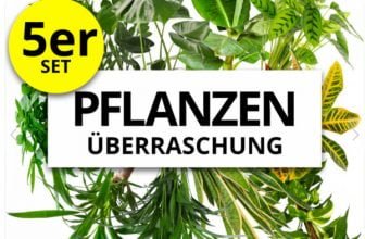 PflanzePlus 5er Set Pflanzenueberraschung XXL e1657178558253