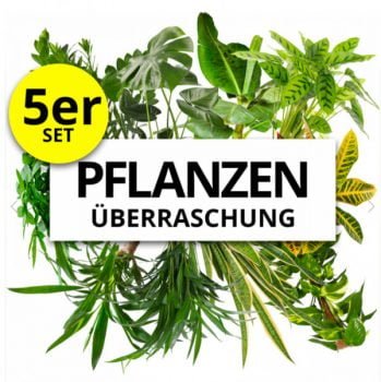 PflanzePlus 5er Set Pflanzenueberraschung XXL e1657178558253