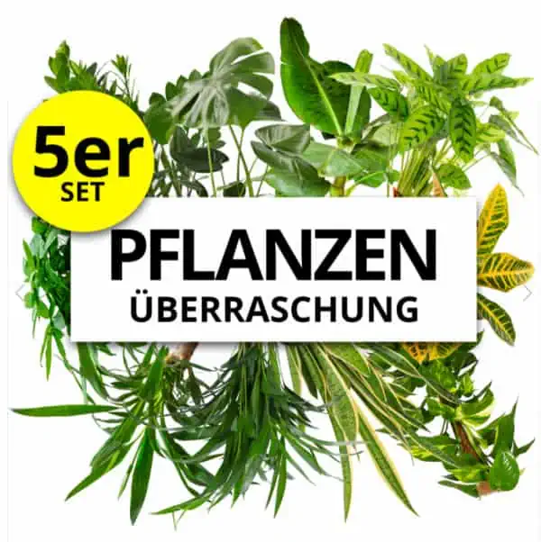 PflanzePlus 5er-Set Pflanzenüberraschung XXL (50-70cm) für 25,98 € inkl. Versand (statt 46,98 €)