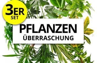 3er Set Pflanzenueberraschung Naturentdecker PflanzePlus de