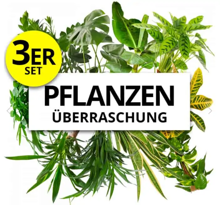 pflanzeplus 3er Set Pflanzen Überraschung für 23,98 € inkl. Versand (statt 33,97 €)