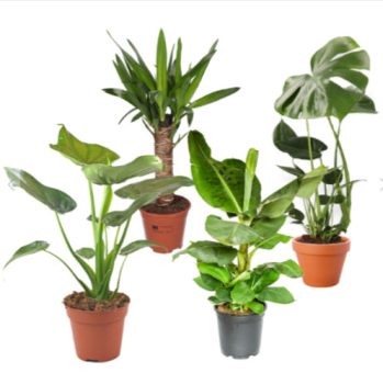 4er Set mit Monstera Bananen Co PflanzePlus de