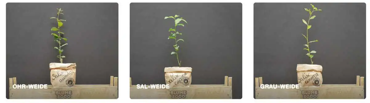 Gratis Weidenbaum bei Blume2000 ab 12. Oktober