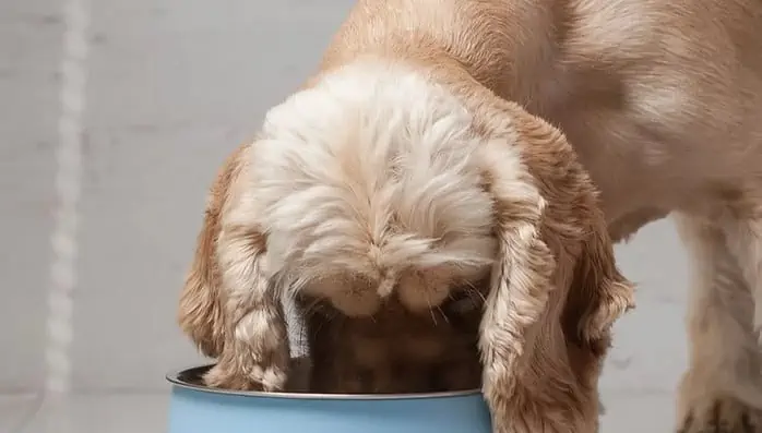 Gratis: Futterprobe für Hund & Katze von EntoVital kostenlos 😺🐶
