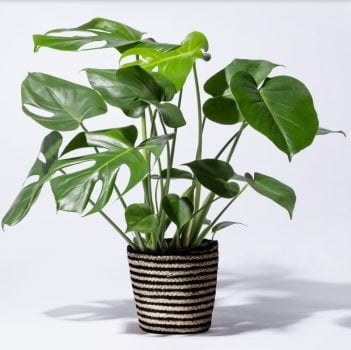 Last Minute Deal  Monstera mit Korb   BLUME2000