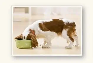 Gratis: Reico Vital Hundefutter + Katzenfutter kostenlos
