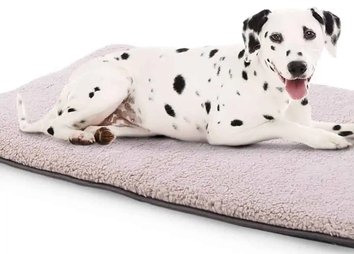 Brunolie Finn – Hundedecke, geruchsneutral Größe M (100 x 70 x 5 cm) Beige für 11,89 € inkl. Prime-Versand (statt 37,99 €)