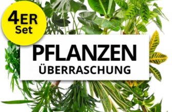 er Set Pflanzenueberraschung PflanzePlus de